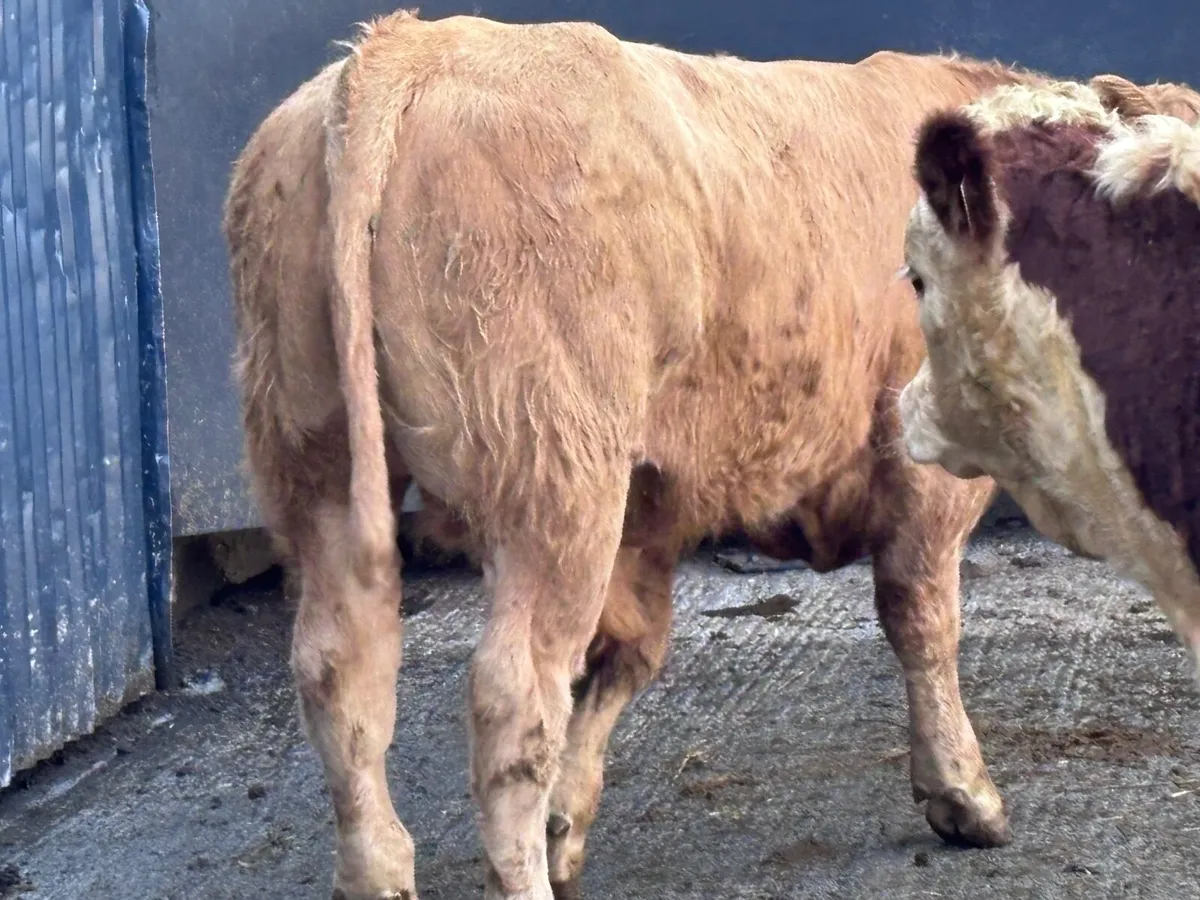2 smashing bull Weanlings for sale - Image 3
