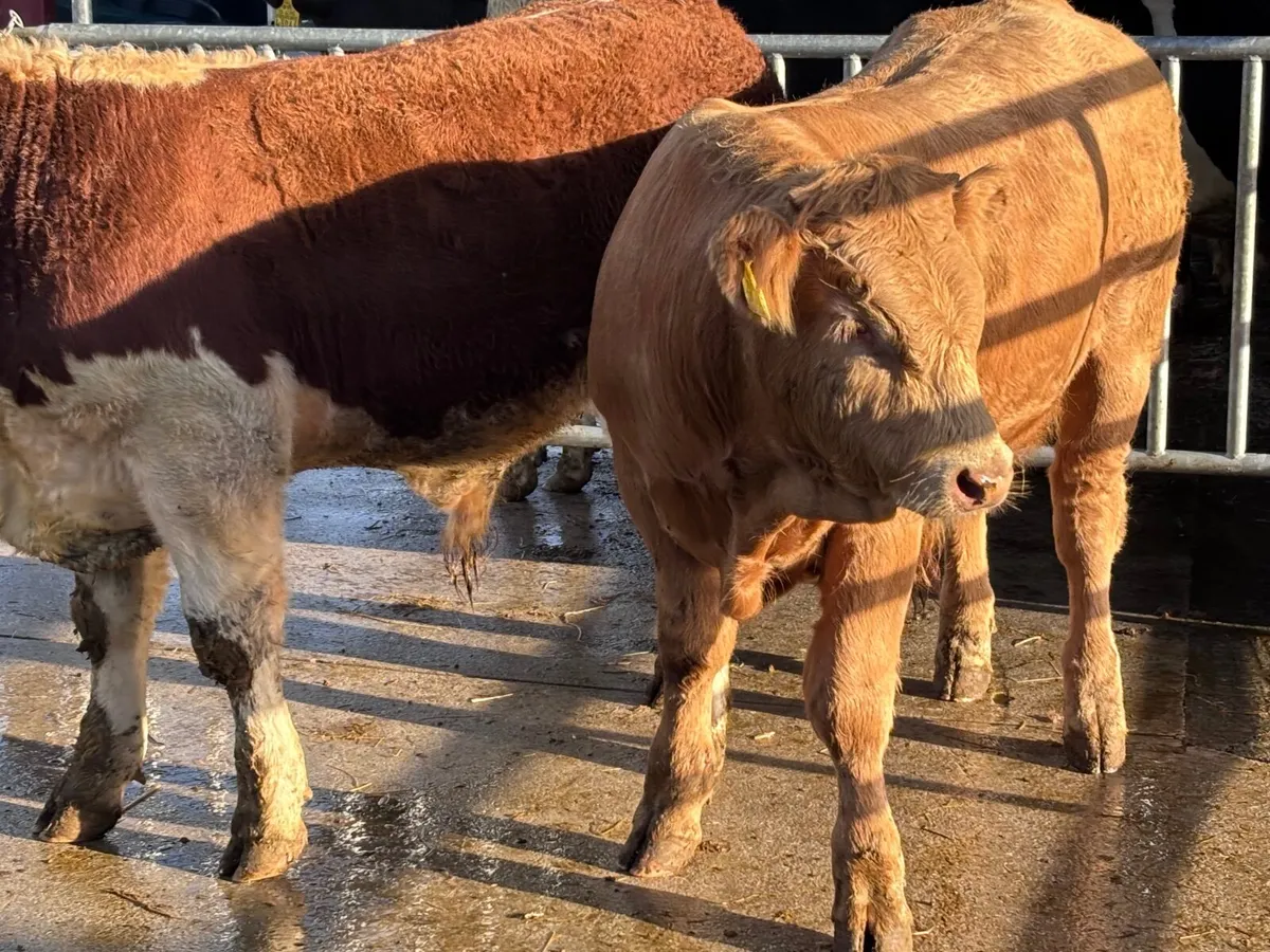 2 smashing bull Weanlings for sale - Image 4