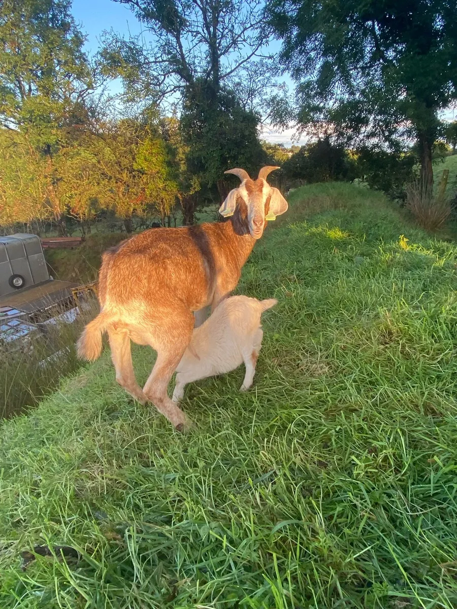 Boer Goat and kid - Image 4