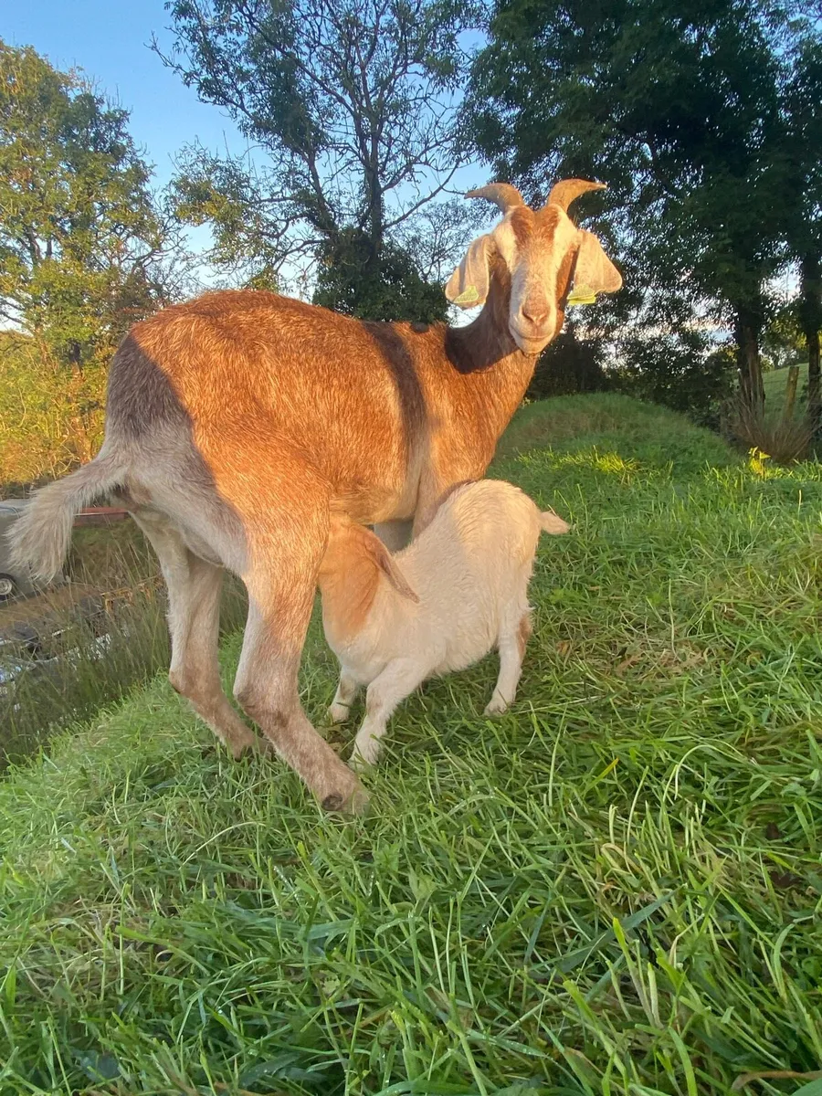Boer Goat and kid - Image 1