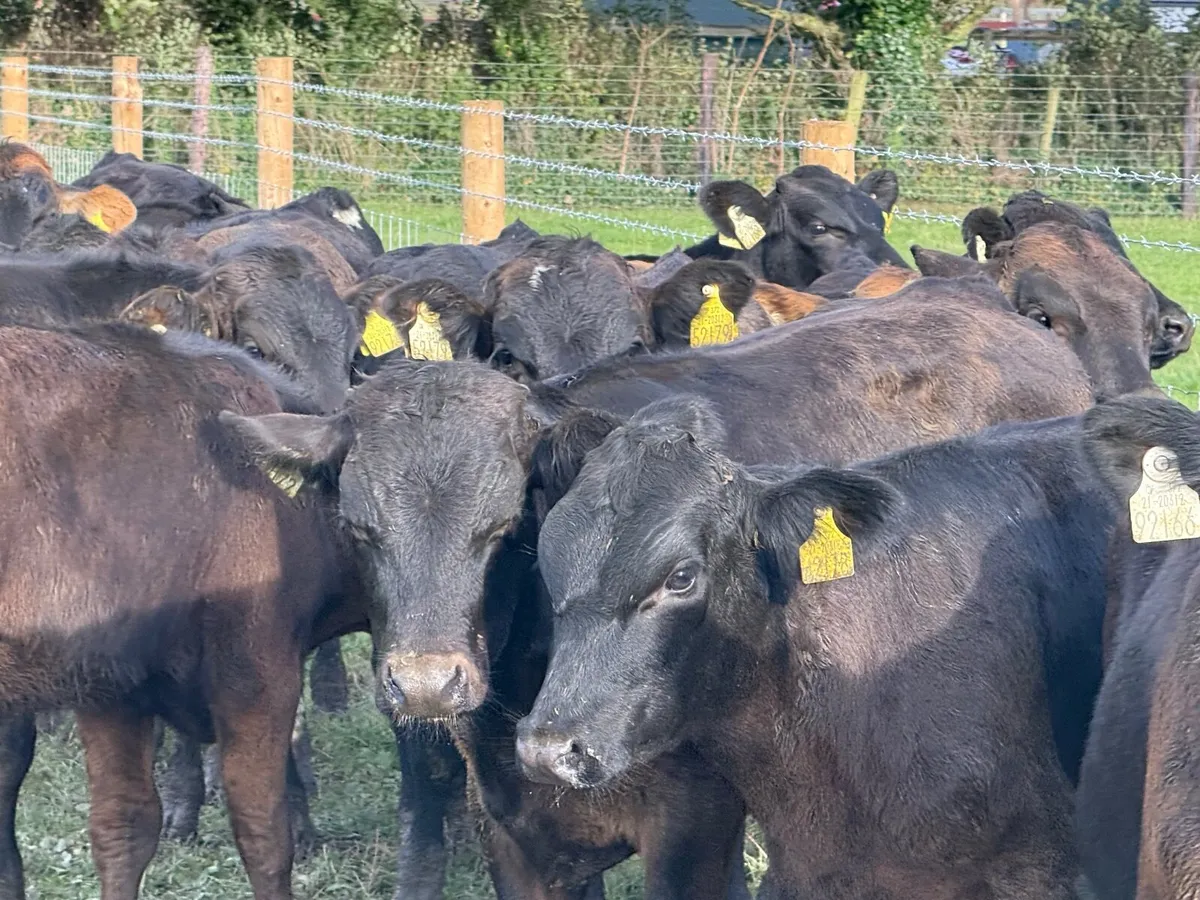 18 ABERDEEN ANGUS BULL WEANLINGS - Image 2
