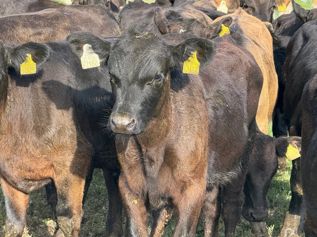18 ABERDEEN ANGUS BULL WEANLINGS - Image 3
