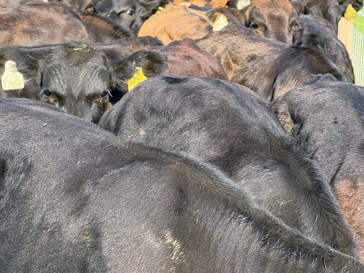 18 ABERDEEN ANGUS BULL WEANLINGS - Image 4