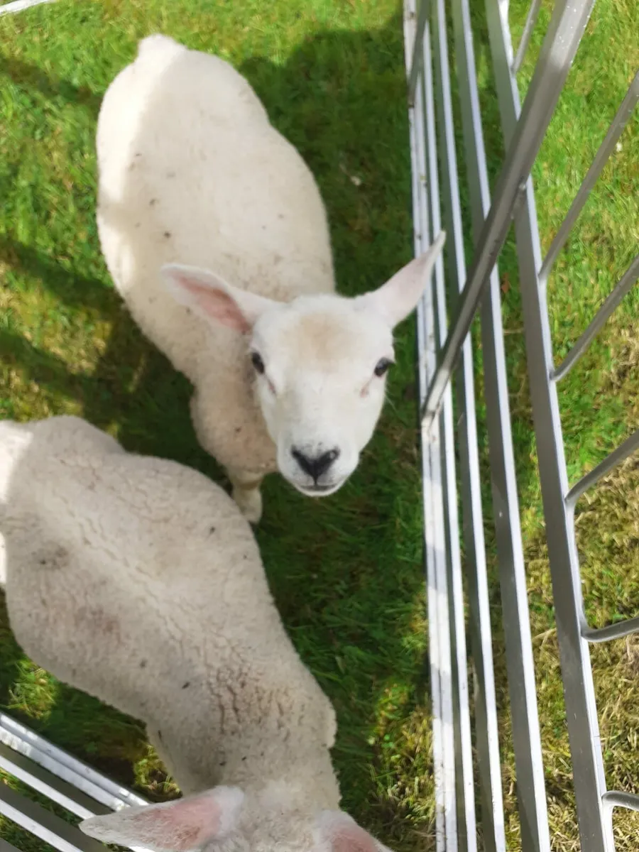 Texel Lambs for sale - Image 1