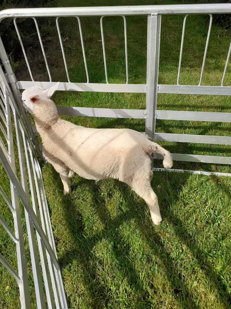 Texel Lambs for sale - Image 2