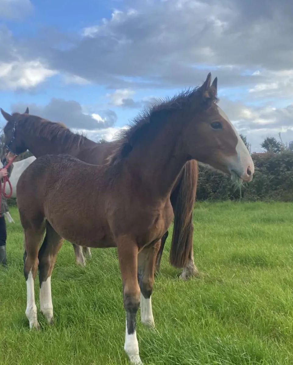 Irish Draught foal - Image 3
