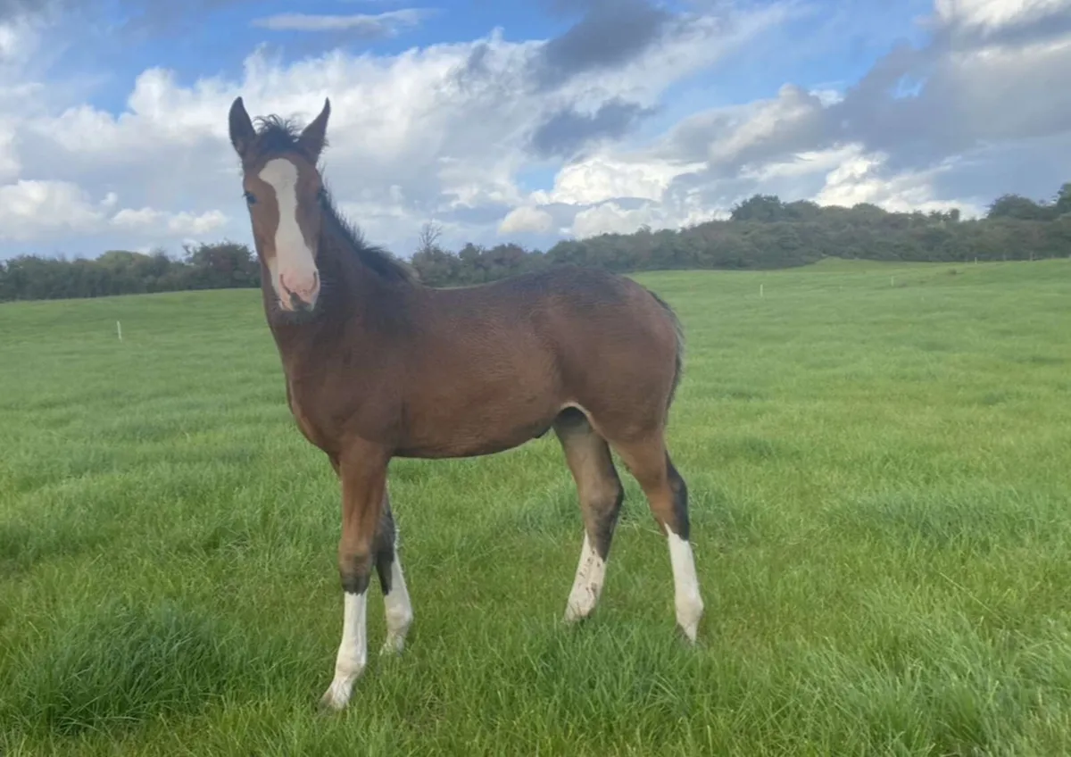 Irish Draught foal - Image 1