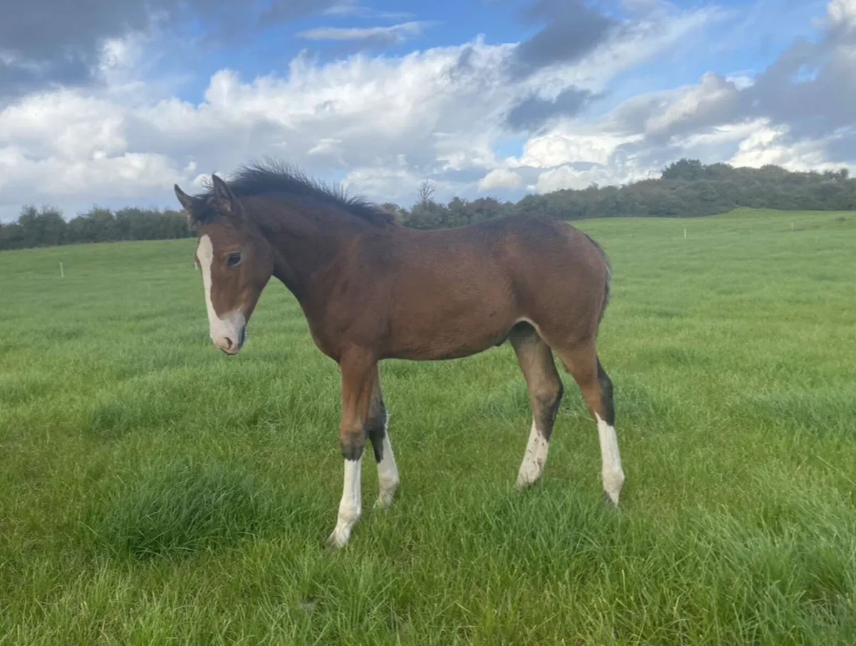 Irish Draught foal - Image 4