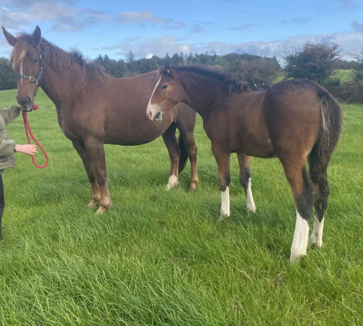 Irish Draught foal - Image 4