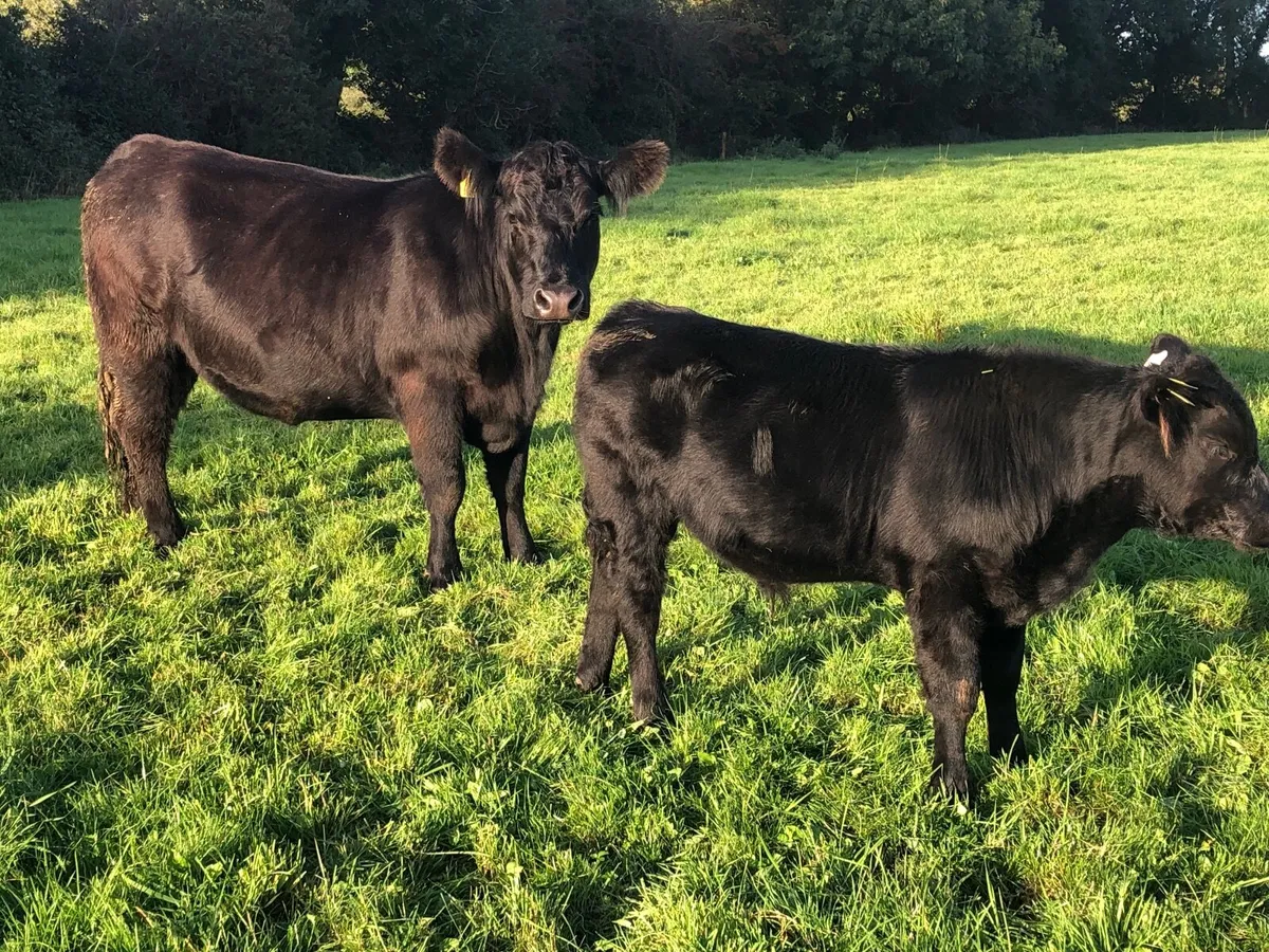Angus Cow and Bull Calf Pedigree Registered - Image 1