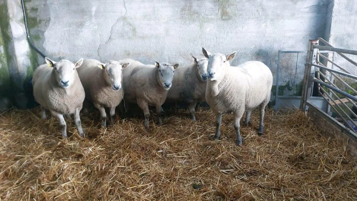 5 CHEVIOT RAMS - Image 1