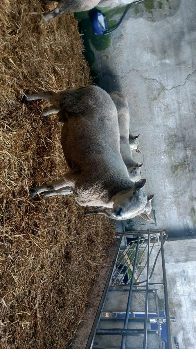 5 CHEVIOT RAMS - Image 2
