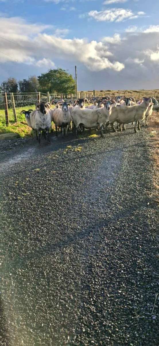 LANARKS EWES & 3 MAYO CROSS EWES - Image 3