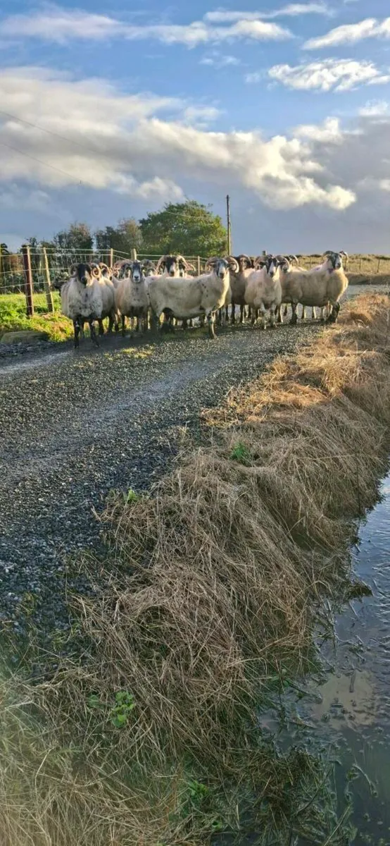 LANARKS EWES & 3 MAYO CROSS EWES - Image 4