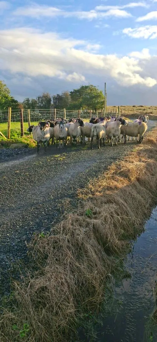 LANARKS EWES & 3 MAYO CROSS EWES - Image 1