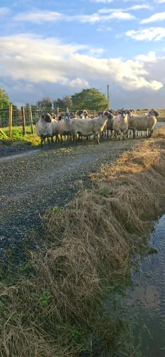 LANARKS EWES & 3 MAYO CROSS EWES - Image 2