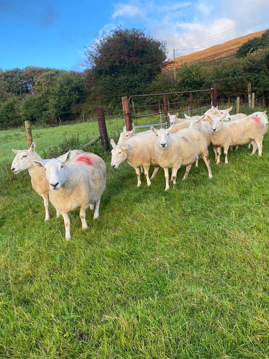 Cheviot Ewes - Image 1