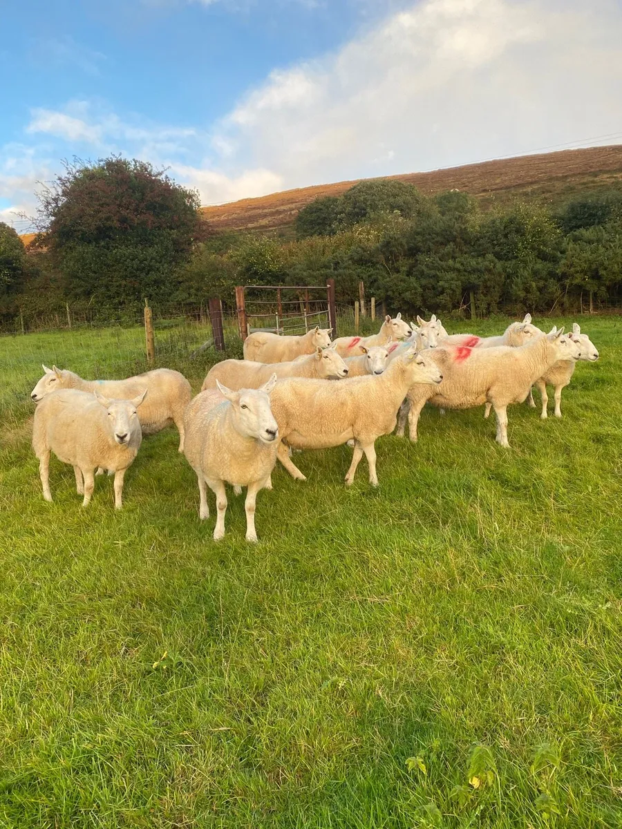 Cheviot Ewes - Image 2