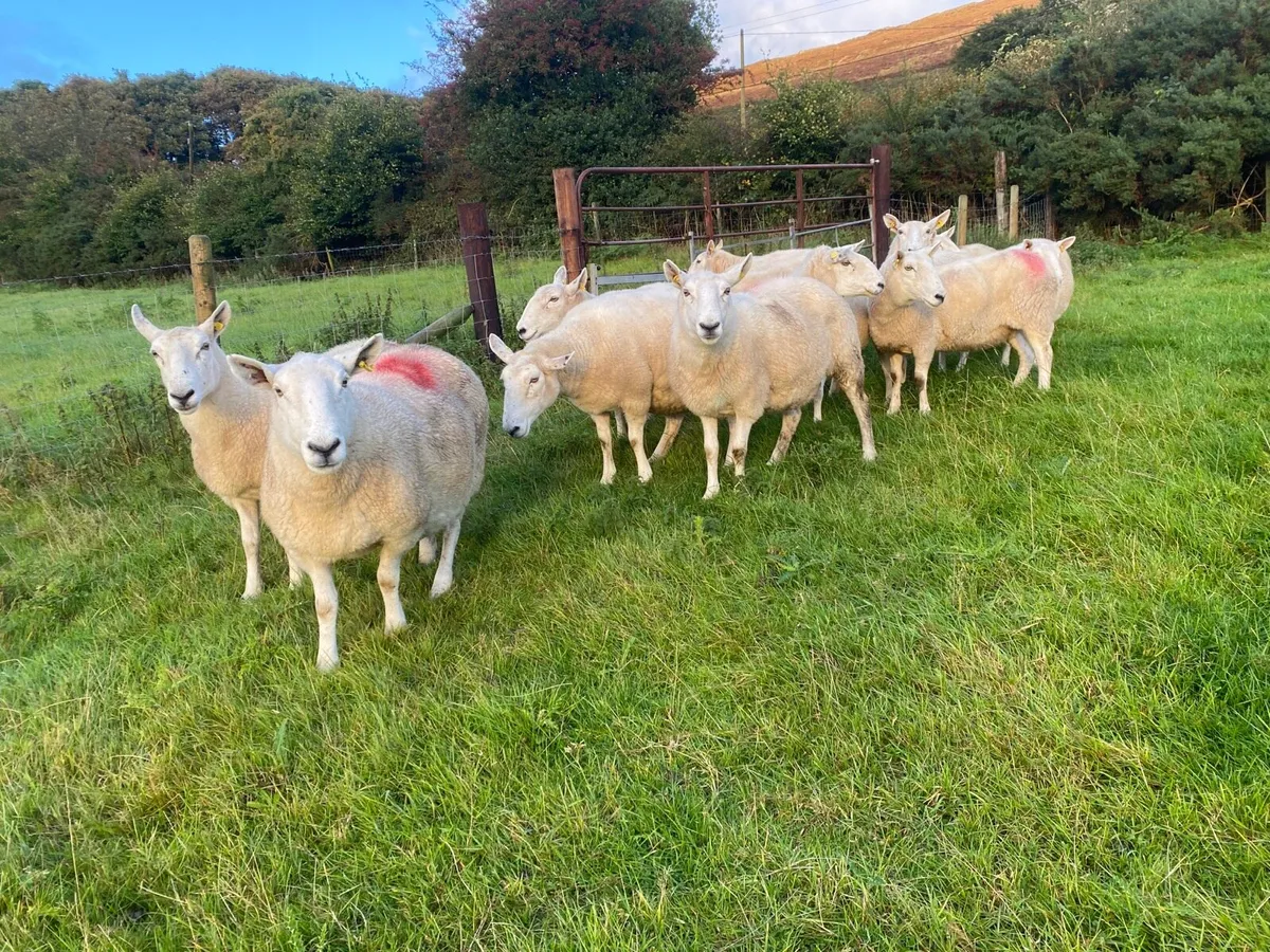 Cheviot Ewes - Image 3