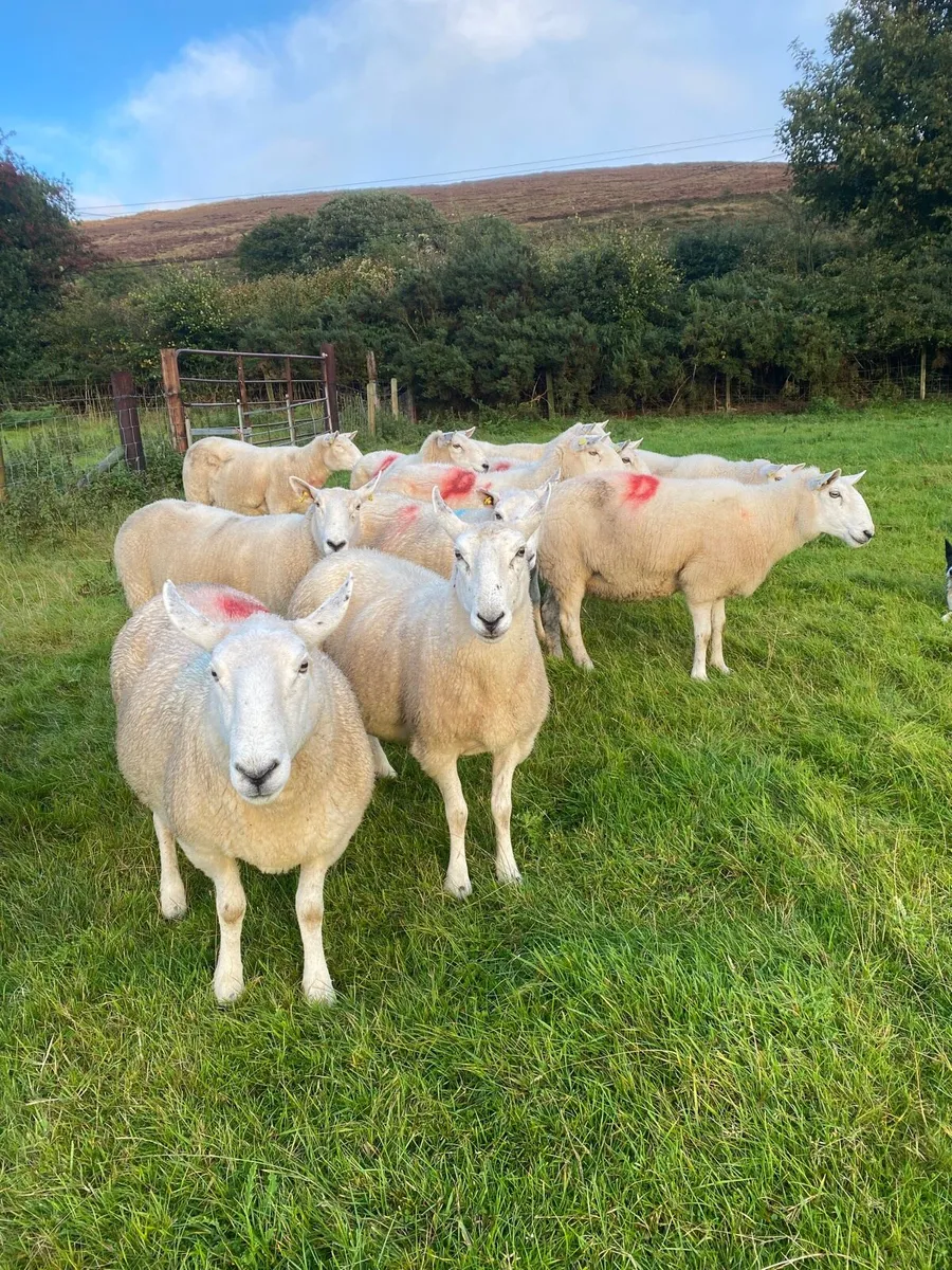 Cheviot Ewes - Image 4