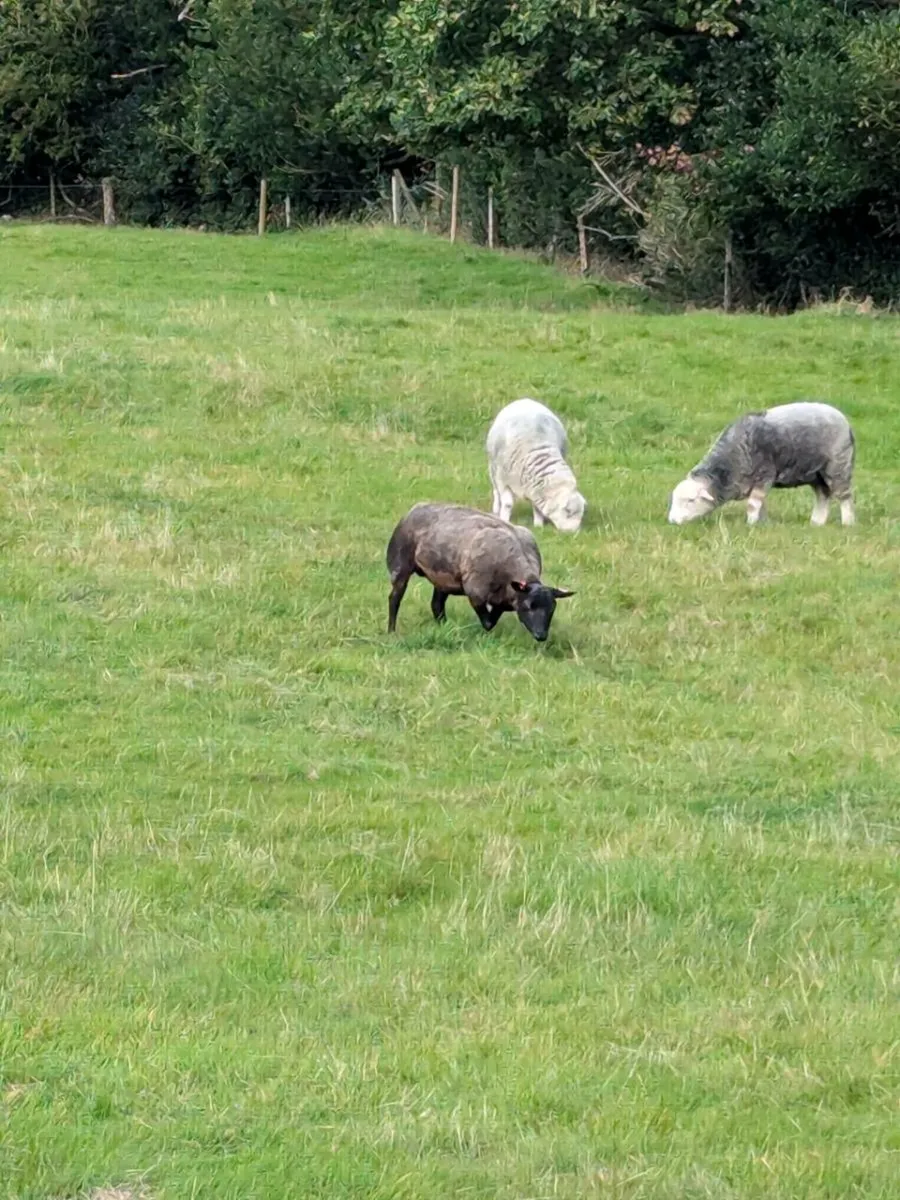 Pedigree Blue Texel & Herdwick Hogget Ewes - Image 1