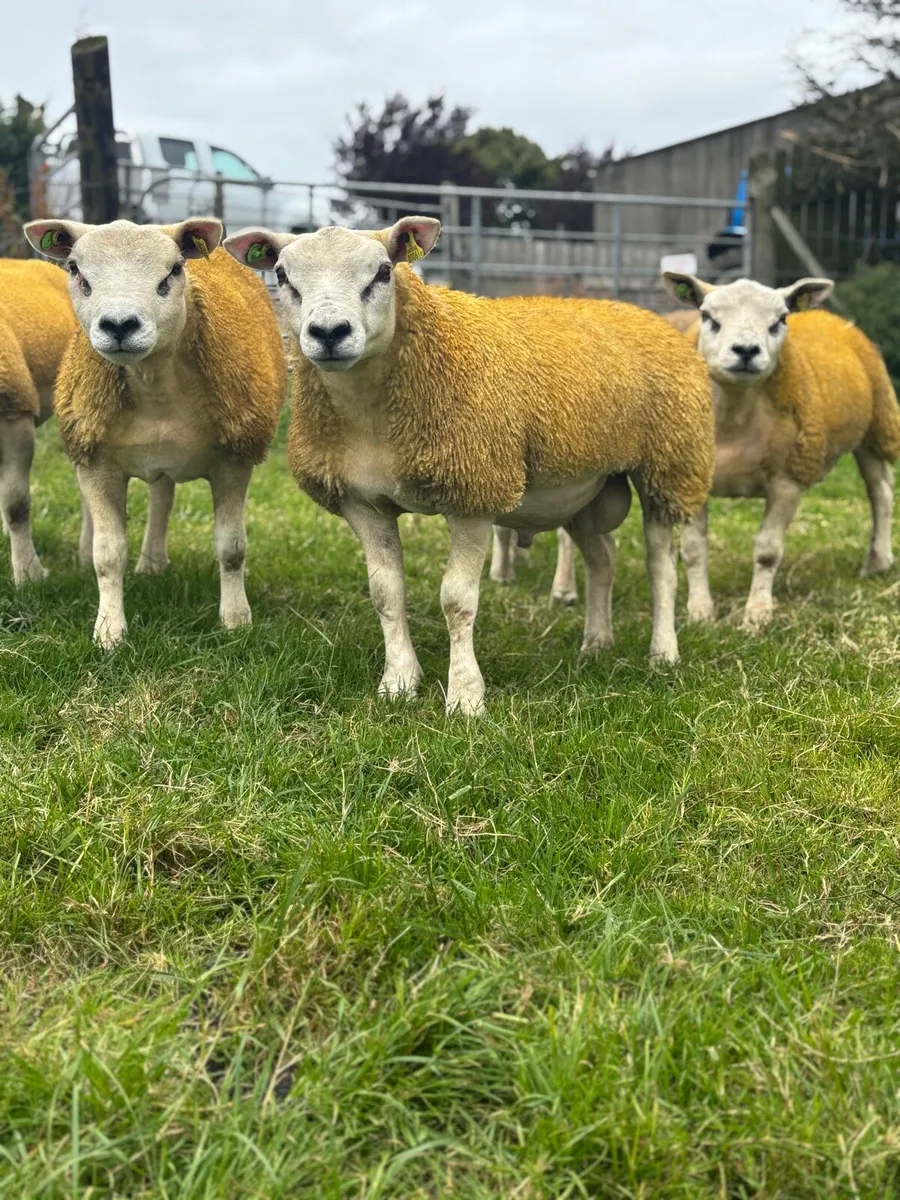 PBR Texel ram lambs - Image 1