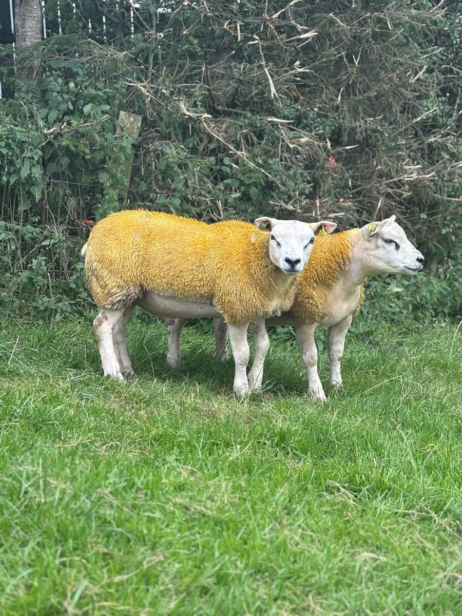 PBR Texel ram lambs - Image 2