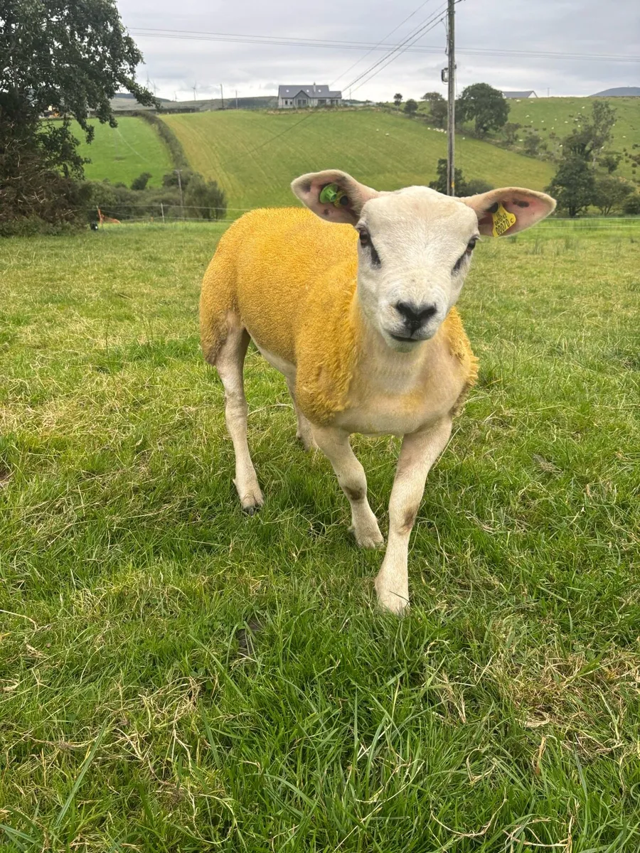 PBR Texel ram lambs - Image 3