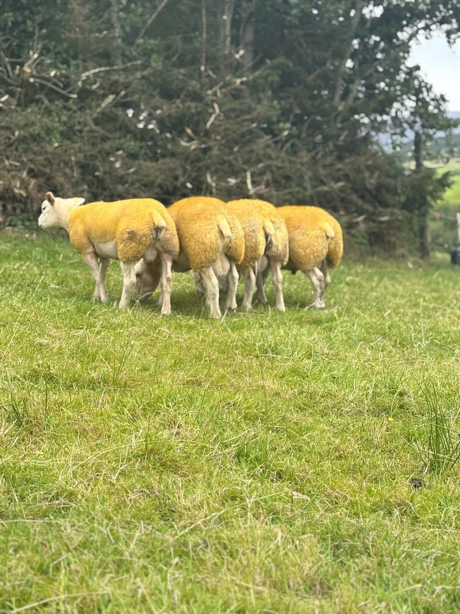 PBR Texel ram lambs - Image 4