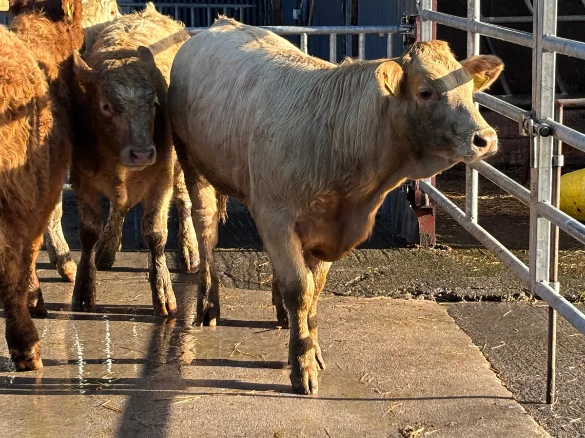 4 top quality Charlaois heifer weanlings for sale - Image 2