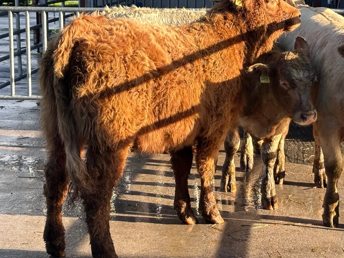 4 top quality Charlaois heifer weanlings for sale - Image 3