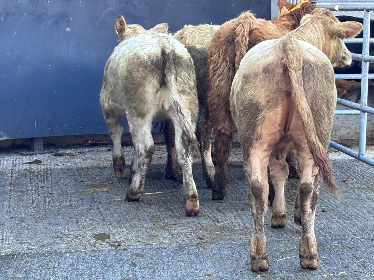 4 top quality Charlaois heifer weanlings for sale - Image 4