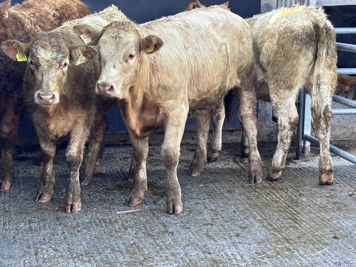 4 top quality Charlaois heifer weanlings for sale - Image 1