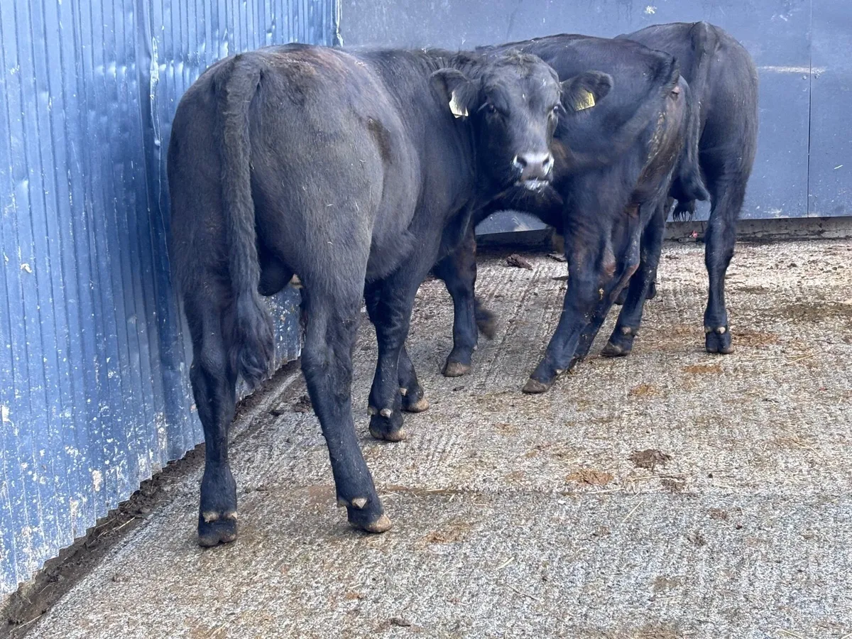 3 Angus bull Weanlings for sale - Image 2