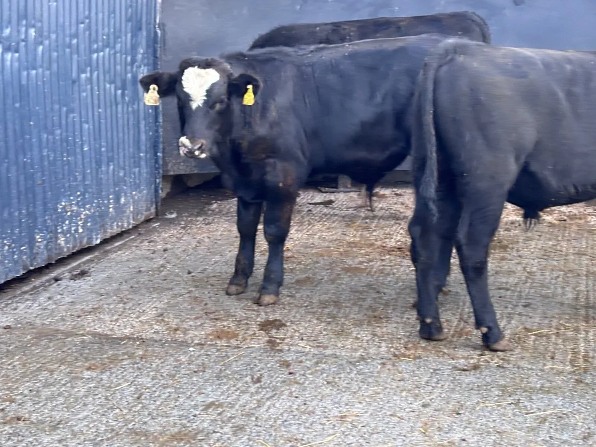 3 Angus bull Weanlings for sale - Image 3