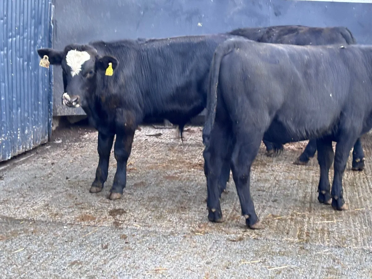 3 Angus bull Weanlings for sale - Image 4