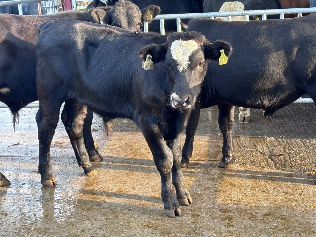 3 Angus bull Weanlings for sale - Image 1
