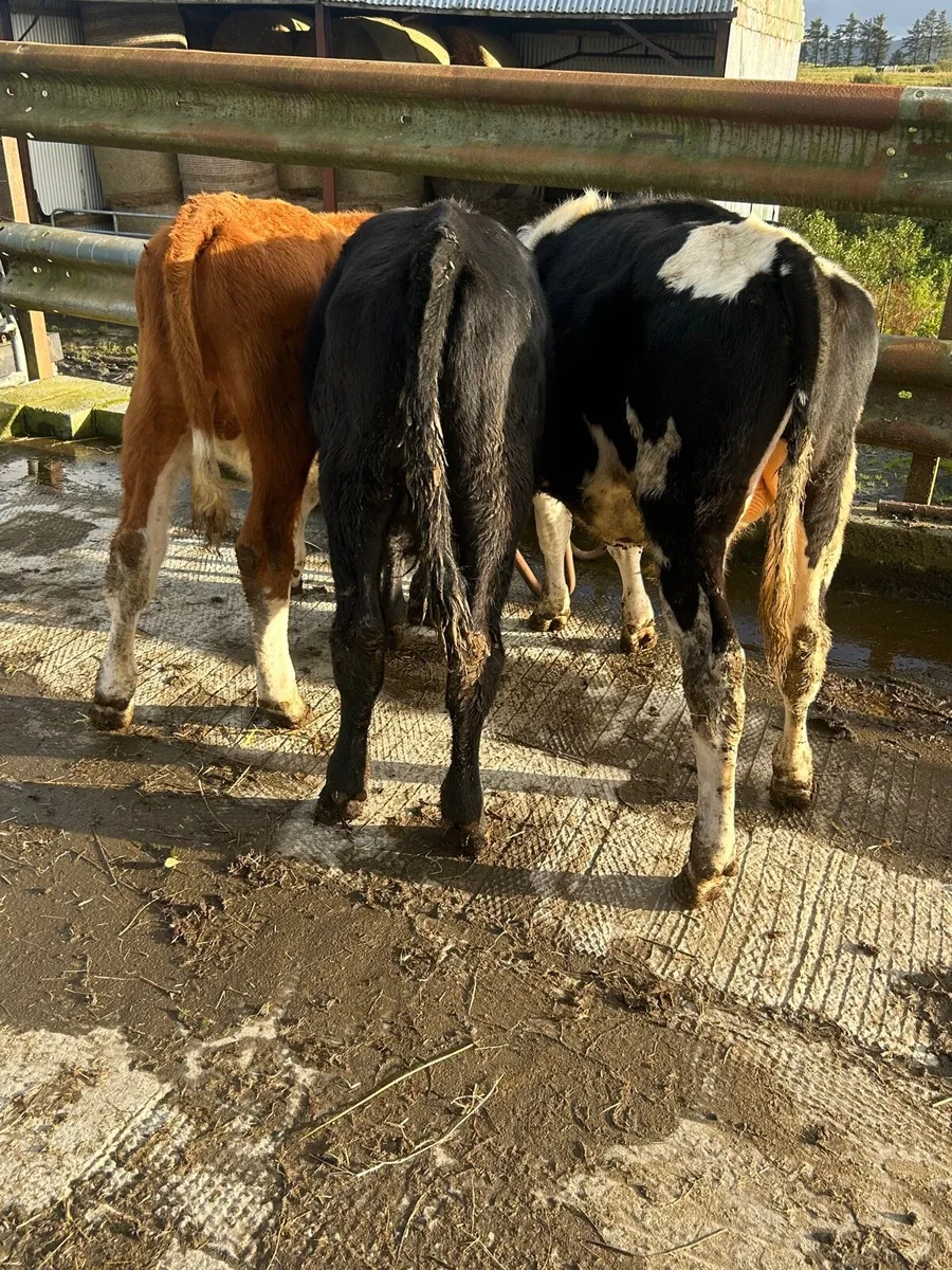 3 bulls 2 heifers heifers - Image 1