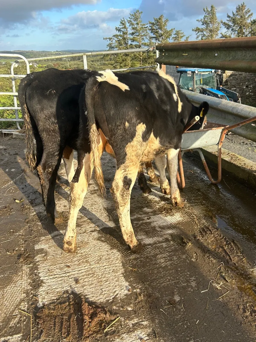3 bulls 2 heifers heifers - Image 2