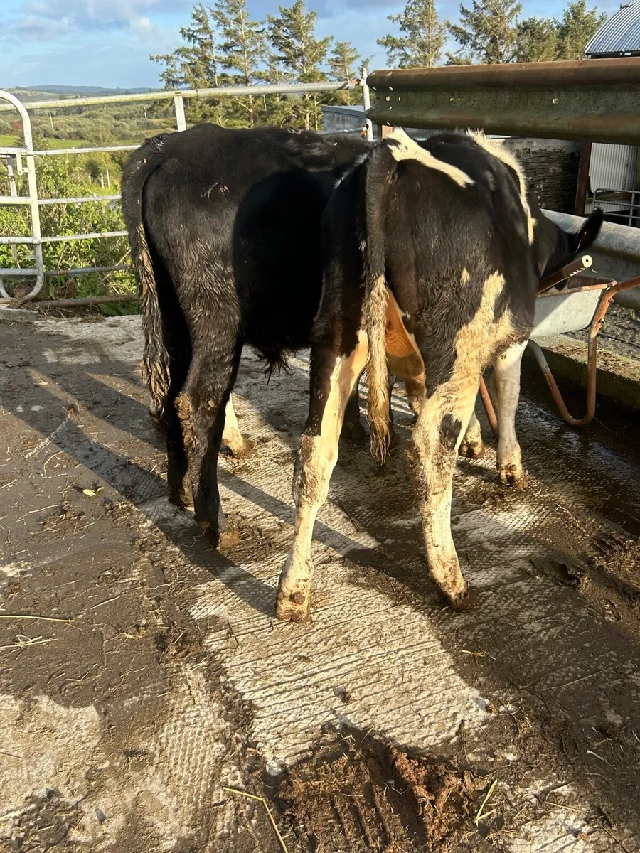 3 bulls 2 heifers heifers - Image 3