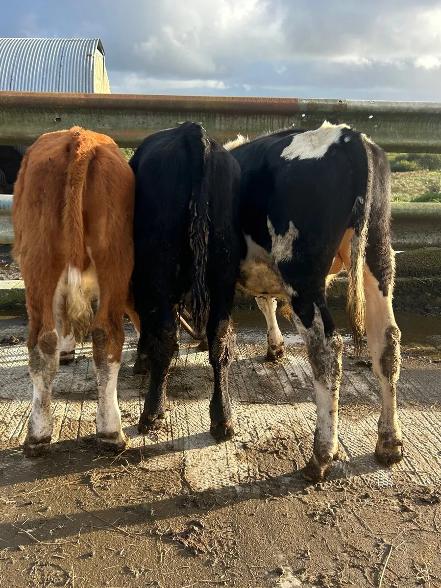 3 bulls 2 heifers heifers - Image 4