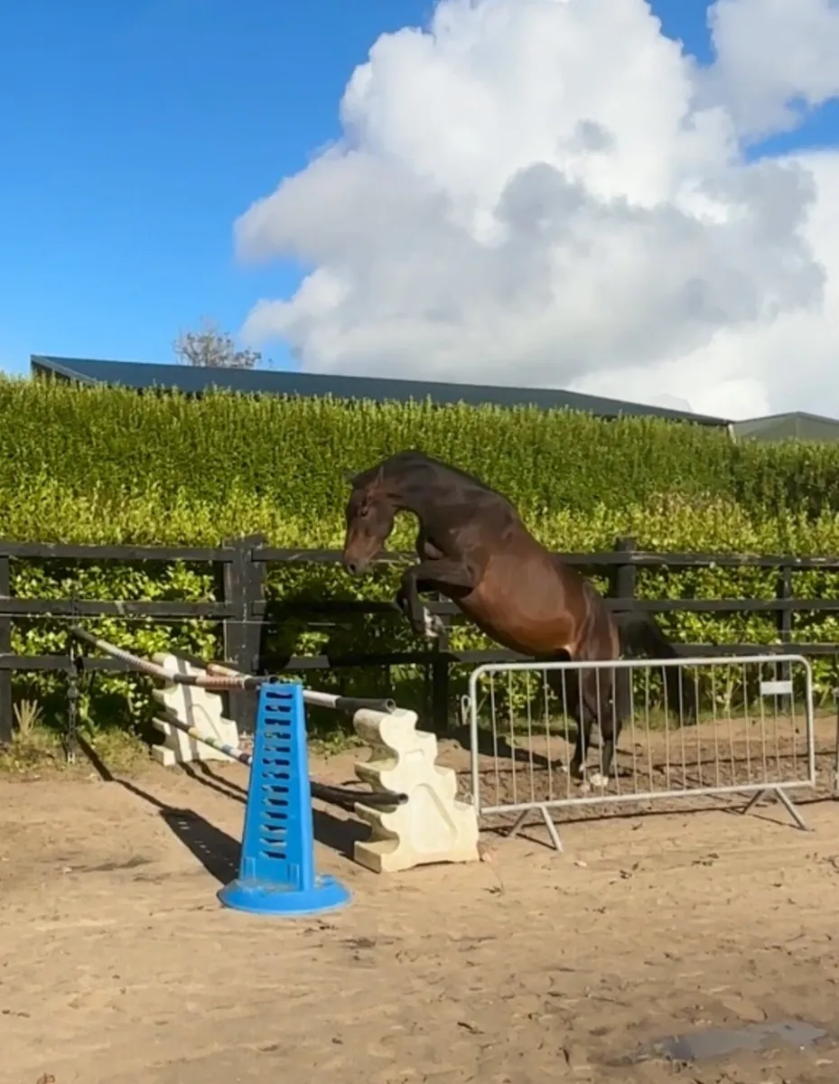 3 yr old filly by Phenomene Bleu - Image 1