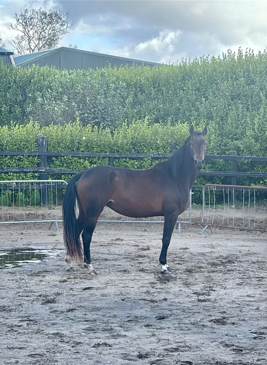3 yr old filly by Phenomene Bleu - Image 2
