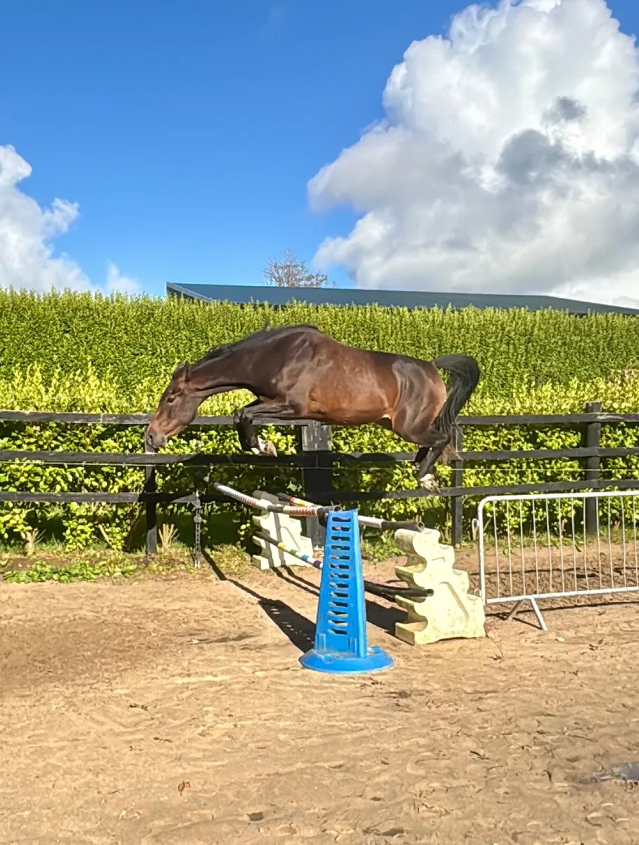 3 yr old filly by Phenomene Bleu - Image 3