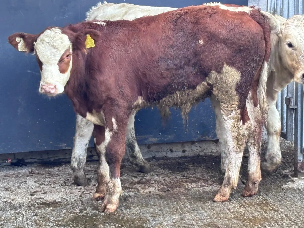 3 continental bull Weanlings for sale - Image 1