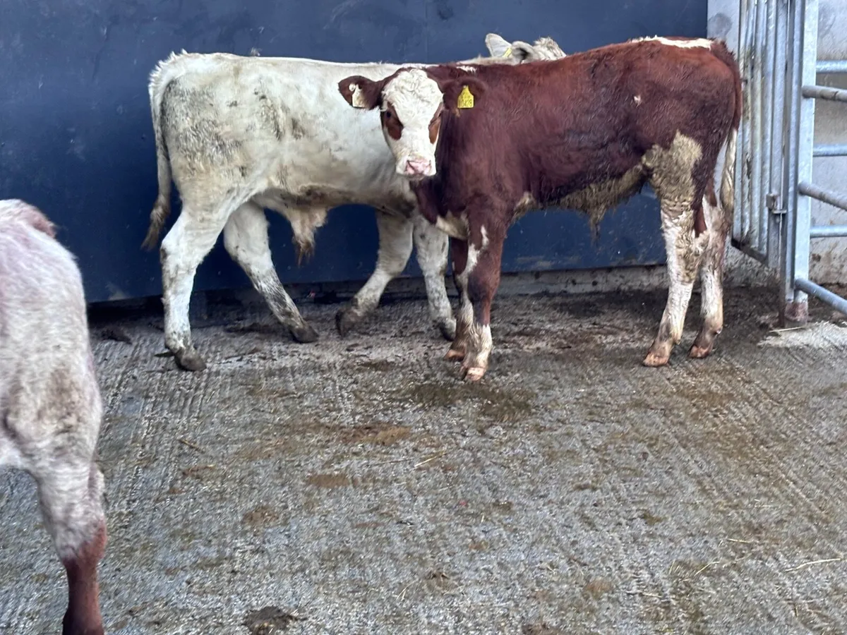 3 continental bull Weanlings for sale - Image 2