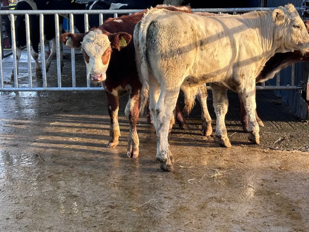 3 continental bull Weanlings for sale - Image 3