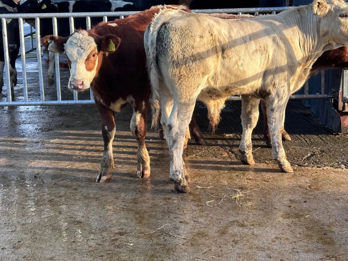 3 continental bull Weanlings for sale - Image 4