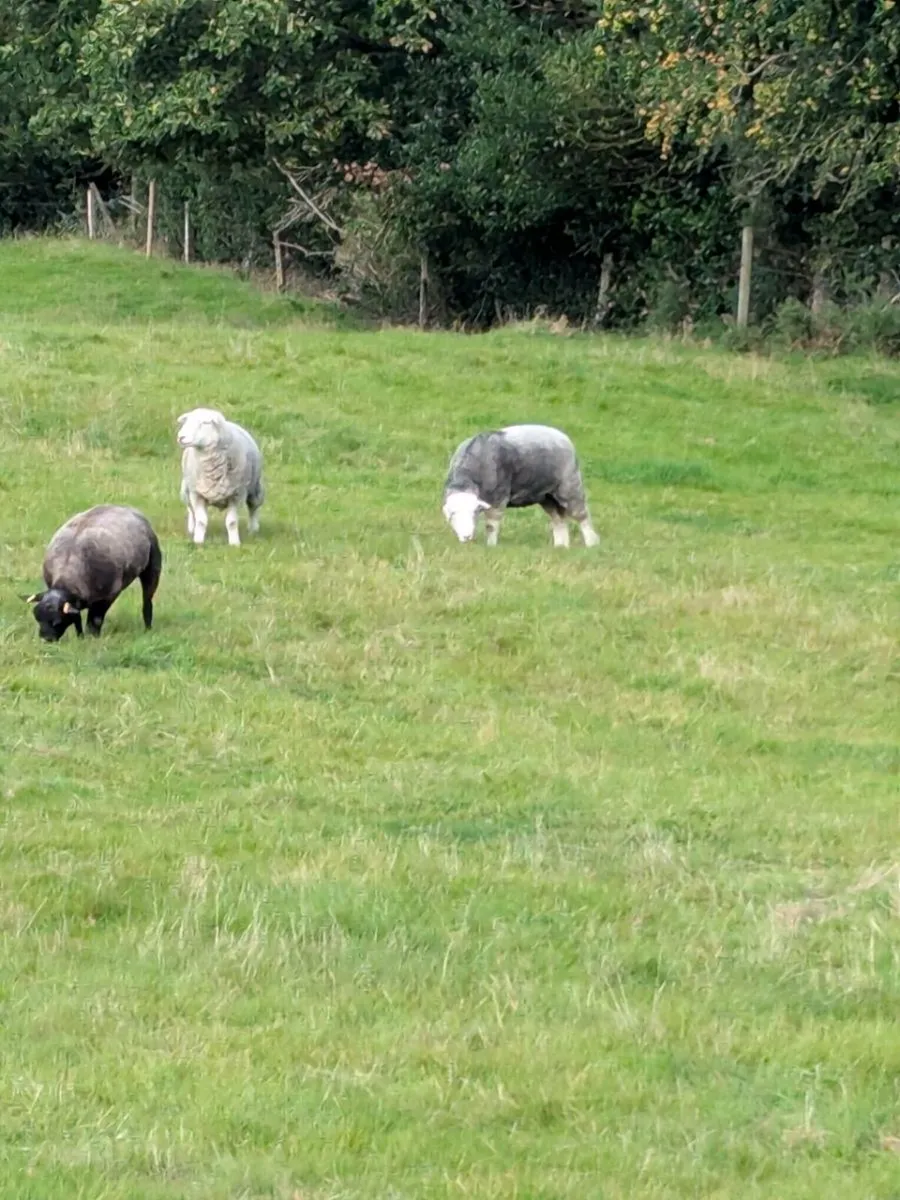 Pedigree Blue Texel & Herdwick Hogget Ewes - Image 2