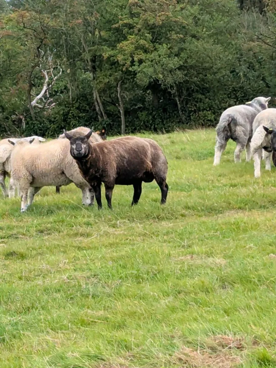 Pedigree Blue Texel & Herdwick Hogget Ewes - Image 3